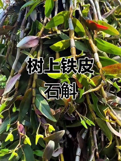 铁皮石斛树上种植,探索神奇的自然疗法