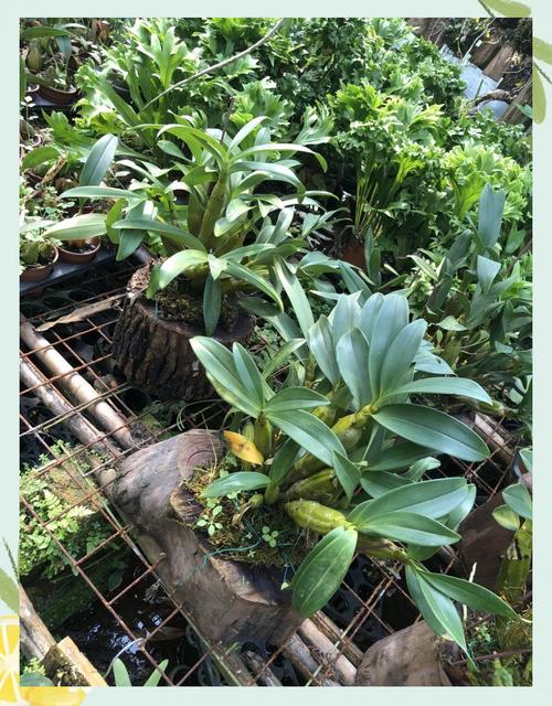 石斛兰种植全攻略:技巧,要点与繁殖方法