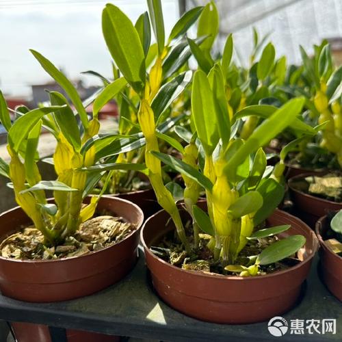 漫香亭石斛种植基地卖家中心买家中心免费注册请登录欢迎来到惠农网!