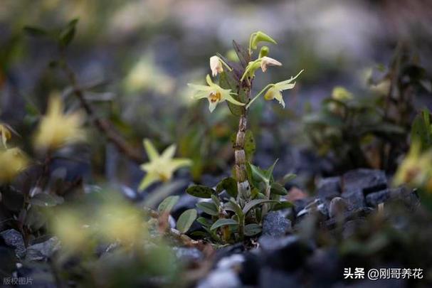 22,铁皮石斛种植方法简单介绍