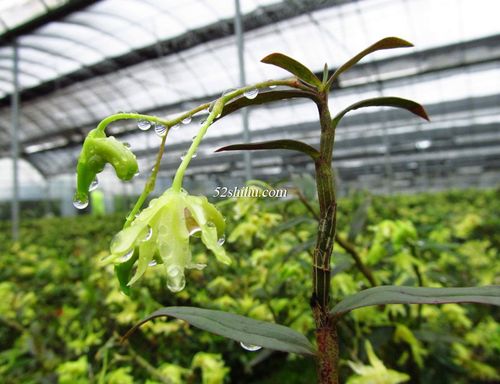 不同季节铁皮石斛种植温度的管理技术