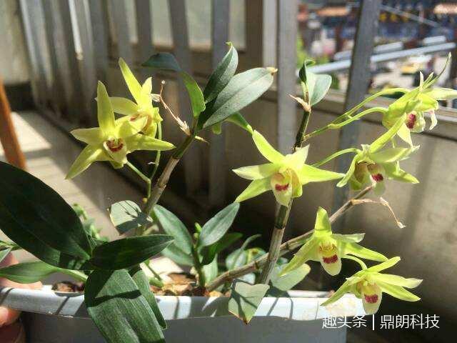 石斛种植指南 从药用到观赏的简单栽培方法