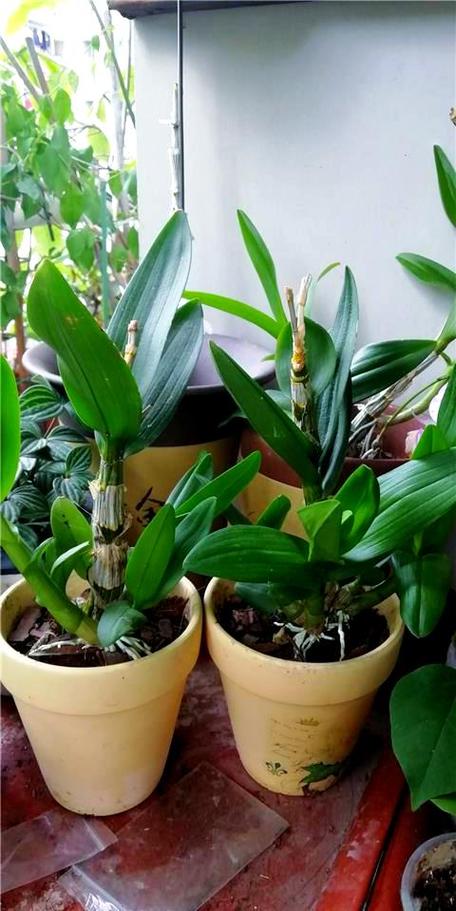 铁皮石斛种植指南 从选苗到养护的全面攻略