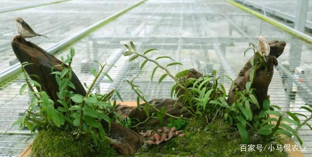 8座山头种植60万株石斛,6年过去花开,农村姐姐变身蜘蛛侠采摘忙