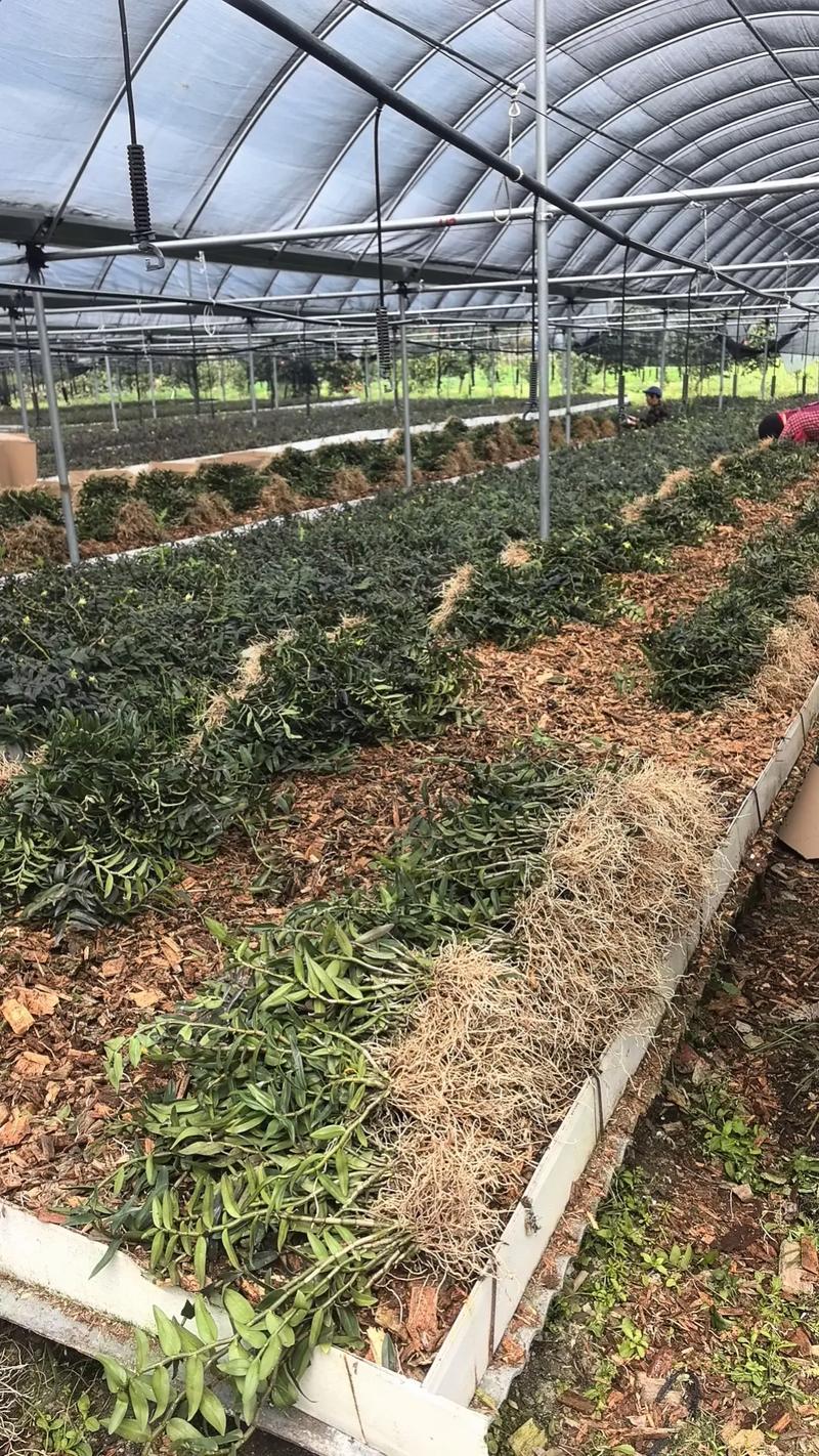 铁皮石斛无剪枝两年苗种植指南 大棚规模化高产管理要点