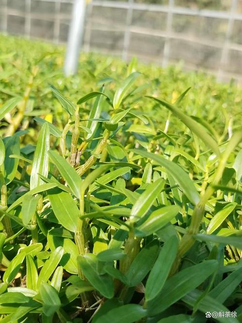 霍山石斛枫斗选购指南 避开误区，认准核心品质