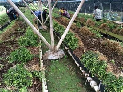 铁皮石斛中药材种植与种苗出售指南
