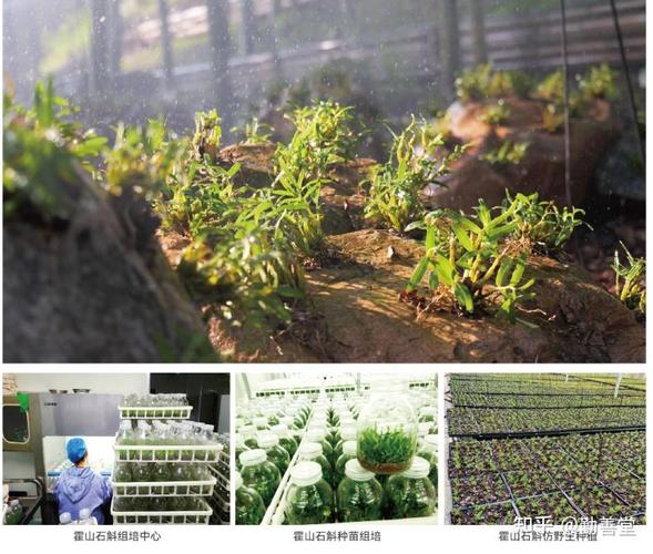 从道地种植到农文旅融合,勤善堂立足道地产区打造霍山石斛全产业链