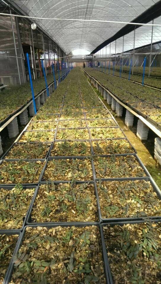 铁皮石斛种植全指南 从选苗到采收的实用技术