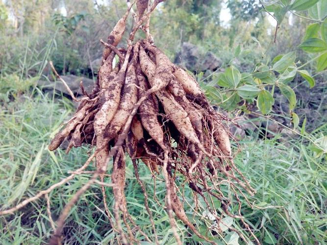 供应铁皮石斛苗和天冬苗种植场 玉林草果苗与益智苗基地