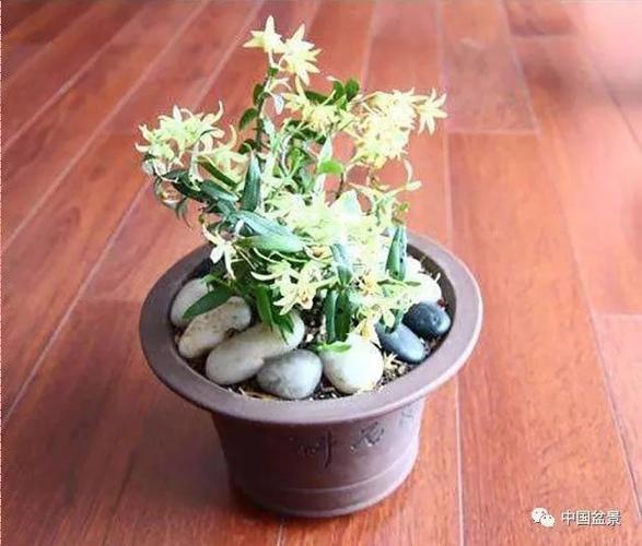 家庭盆栽种植铁皮石斛需要注意的问题