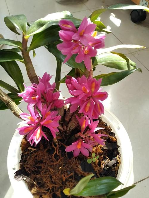 石槲种植记:三品种差异大
